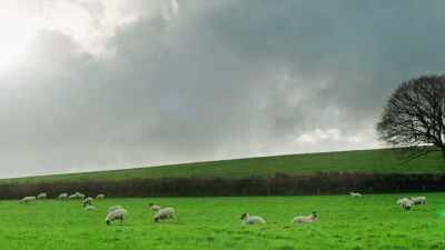 (bleating) - The Presence of Love