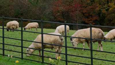 (bleating) - The Presence of Love