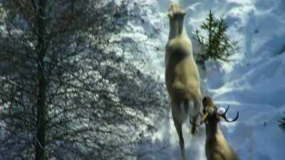 [bleating] - Our Planet