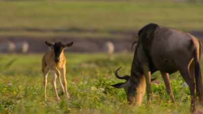 [bleating] - Our Planet