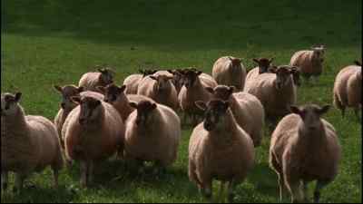 (BLEATING) - Black Beauty