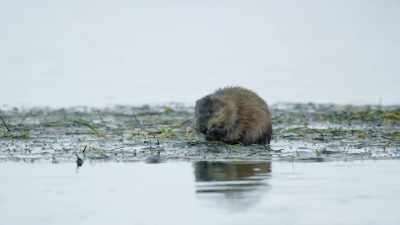 Blissfully unaware
of the unlikely stalker. - Epic Yellowstone