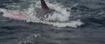Blow up! - Jaws