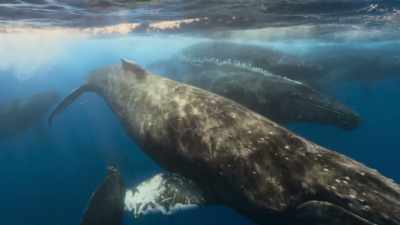 Blowing bubbles,
they confuse the humpbacks in their wake. - The Secret Lives of Animals