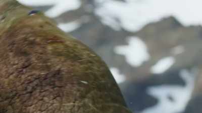 Blubber 15cm thick - Seven Worlds, One Planet