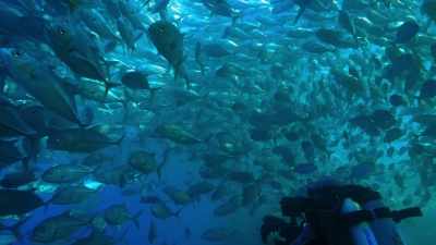 Blue Planet II has been
four years in the making. - Blue Planet II