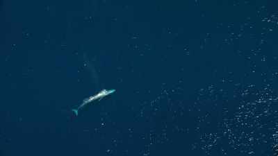 Blue whales live far out to sea, - Our Planet