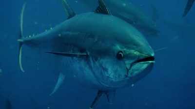 Bluefin tuna. - Our Planet