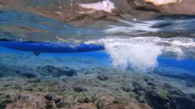 Bluefin, wahoo,
yellowfin tuna, mahi-mahi. - Protecting Paradise: The Story of Niue