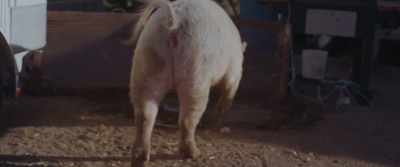 (blues rock music) - Pig Killer