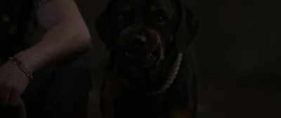 {\ blur3.7}(GROWLING) - Benji
