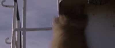 {\ blur3.7}(GROWLING) - Benji