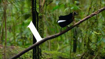 Bob opens with a perch pivot, - Dancing with the Birds