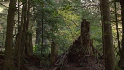 [Bobby chuckles softly] - Twin Peaks