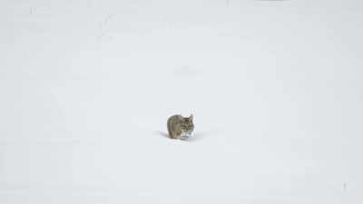 Bobcats usually avoid - Epic Yellowstone