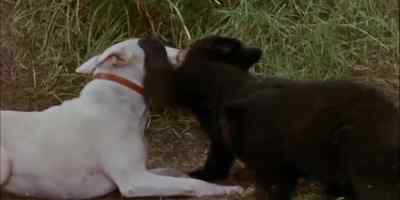 BODGER, PERHAPS, - The Incredible Journey
