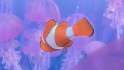- Boing. Boing. - Dory! - Finding Nemo
