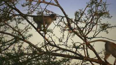 [Bonga] Yeah, the monkeys are retreating
up to the trees as well, - The Reluctant Traveler with Eugene Levy