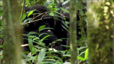 BONOBO AND CHIMPANZEES
HAVE ACTUALLY BEEN SEPARATED - Why We Hate