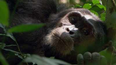 BONOBOS AND CHIMPANZEES
ARE FASCINATING - Why We Hate