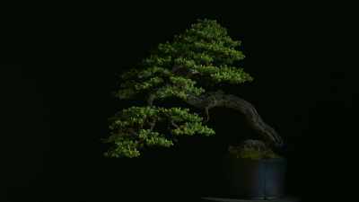Bonsai literally
means "tree in tray." - Trees and Other Entanglements