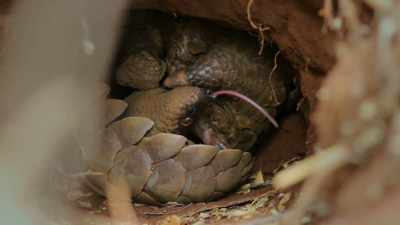 Bored of sleeping in and feeling hungry, - Wild Babies