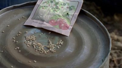 BOSTON PICKLING - The Walking Dead