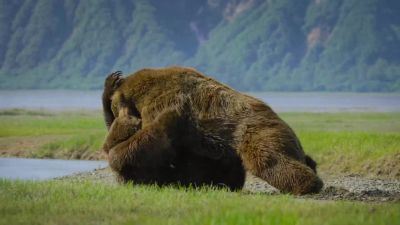 Both bears are getting badly injured. - Big Beasts