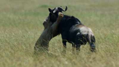 (BOTH BRAYING) - Dynasties