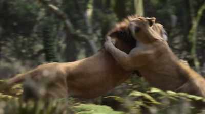 (BOTH GROWLING) - The Lion King