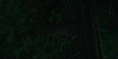 [both grunting] - Moonhaven
