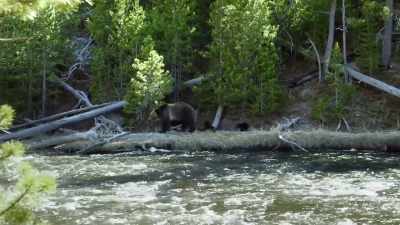 Both have fierce determination,
and both face uncertain endings. - Epic Yellowstone