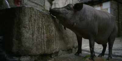 Both in life and death, - Omnivore