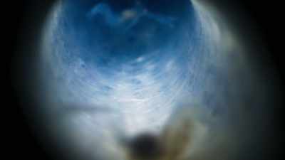 Both this male and female, - Blue Planet II