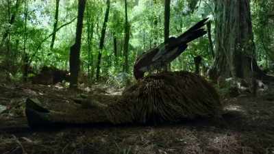 Both moa and giant eagles
became extinct - Modern Dinosaurs