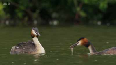 Both parents care for the chicks,
taking turns to babysit - Wild Isles