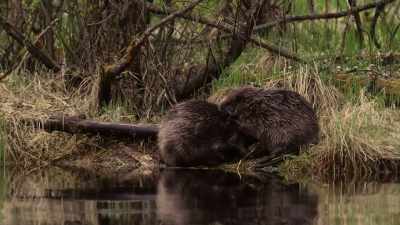 Both parents will help care
for their young, - Wild Nordic