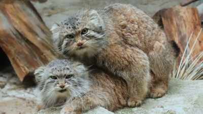 Both paval and manda
have been breeding - Secrets of the Zoo