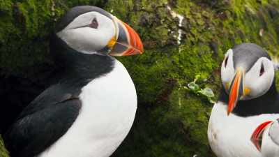 Both share the burden of raising
their week-old chick, - Blue Planet II