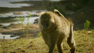 Both share the parenting,
and Bakari keeps them safe. - Serengeti