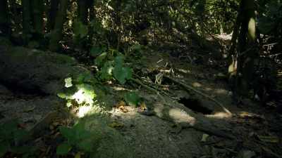 Both the tuatara and the crocodile - Modern Dinosaurs