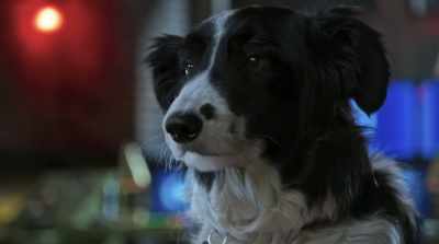 Bottom line, this starts
and ends with you two. - Cats & Dogs 3: Paws Unite