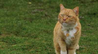 Bottom line, if you need something
done around this town, you go to the cats. - Cats & Dogs 3: Paws Unite