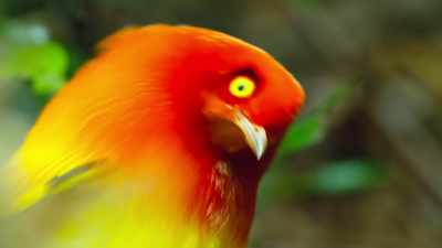 Bowerbirds play the mating game alone. - Dancing with the Birds