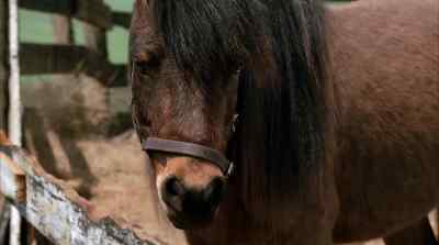 Boy are you in for a surprise - Racing Stripes
