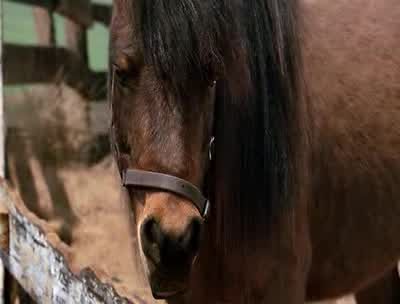 Boy are you in for a surprise - Racing Stripes