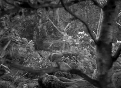 Boy! - Tarzan and the Amazons