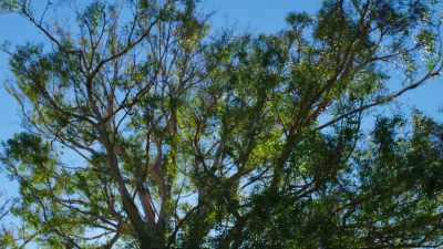 Boy that tree's pretty - David Crosby: Remember My Name