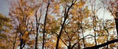 (branch breaking) - Deep Woods