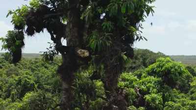 Branch by branch, - The Green Planet